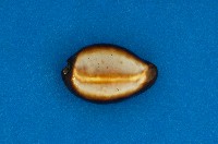 藏品(瑪瑙寶螺)的圖片